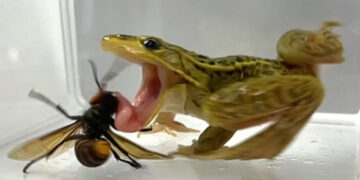 When a Murder Hornet Becomes a Tasty Meal