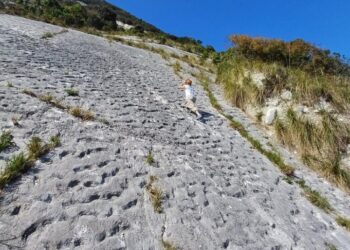 Stampeding Turtles Might Have Made Fossil Tracks in Italian Cliffs