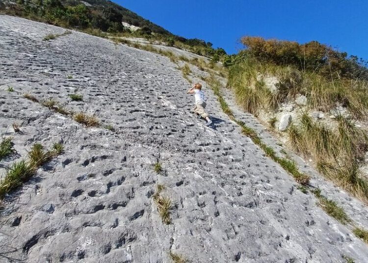 Stampeding Turtles Might Have Made Fossil Tracks in Italian Cliffs