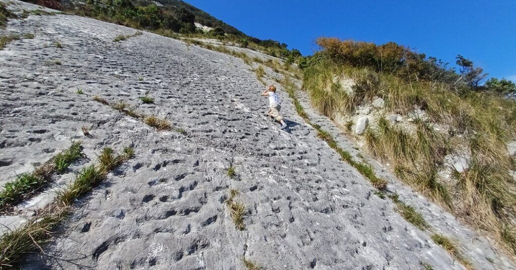 Stampeding Turtles Might Have Made Fossil Tracks in Italian Cliffs