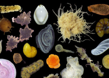 What Scientists Found When a Deep Sea Mining Company Invited Them In