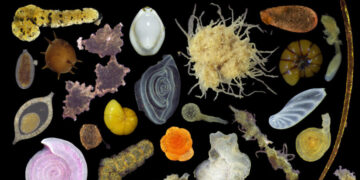 What Scientists Found When a Deep Sea Mining Company Invited Them In