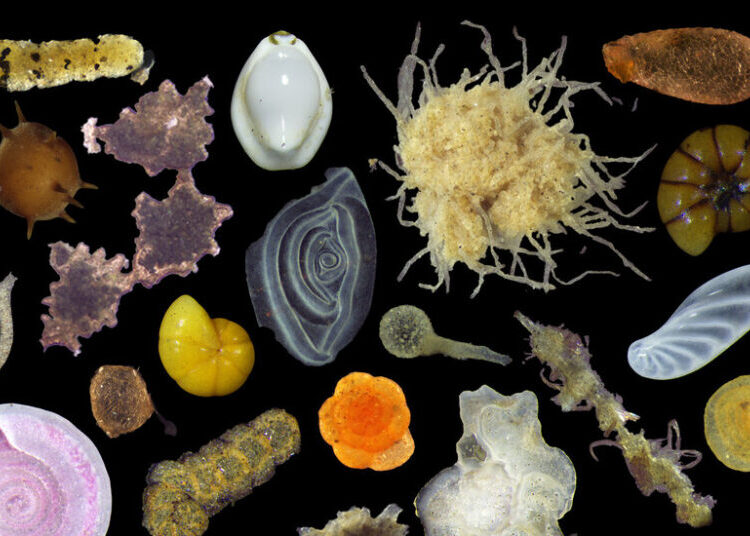 What Scientists Found When a Deep Sea Mining Company Invited Them In