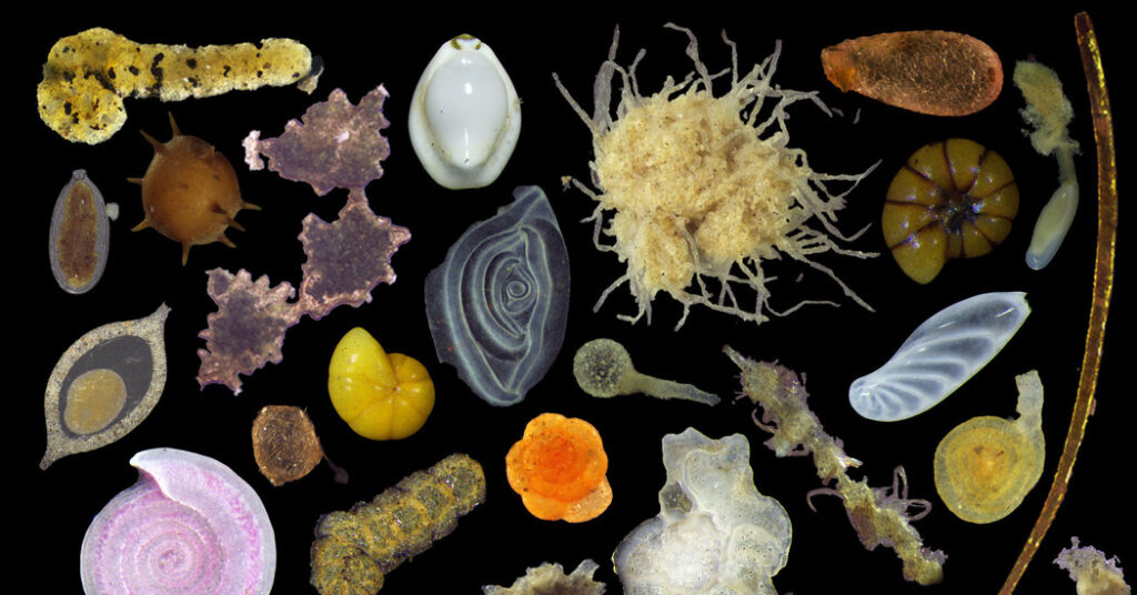 What Scientists Found When a Deep Sea Mining Company Invited Them In