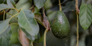 The Hidden Cost of Your Avocado