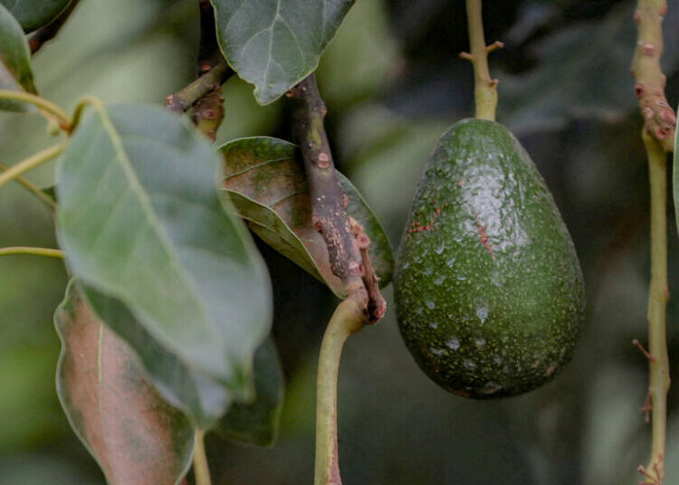 The Hidden Cost of Your Avocado