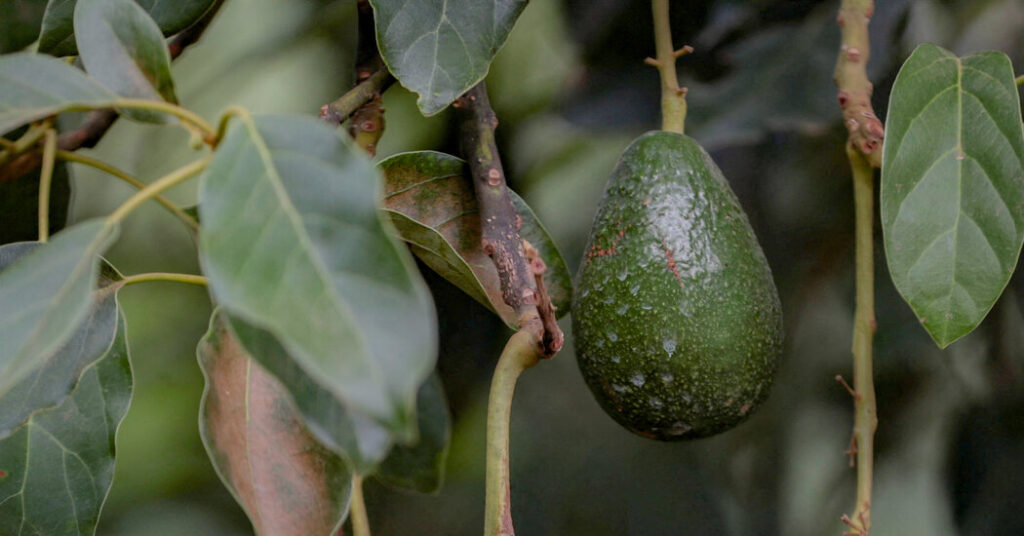 The Hidden Cost of Your Avocado