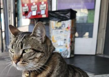 How Kit Kat Was Killed: Video Shows What a Robot Taxi Couldn’t See