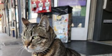 How Kit Kat Was Killed: Video Shows What a Robot Taxi Couldn’t See