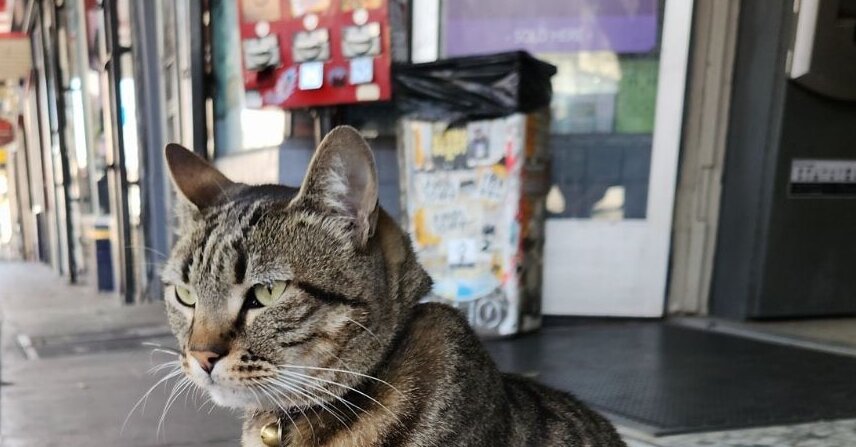 How Kit Kat Was Killed: Video Shows What a Robot Taxi Couldn’t See