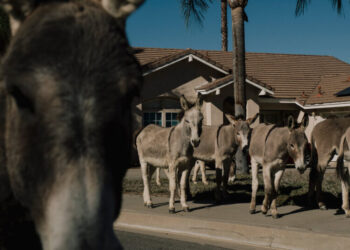 Welcome to Donkey Country, U.S.A.