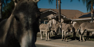 Welcome to Donkey Country, U.S.A.