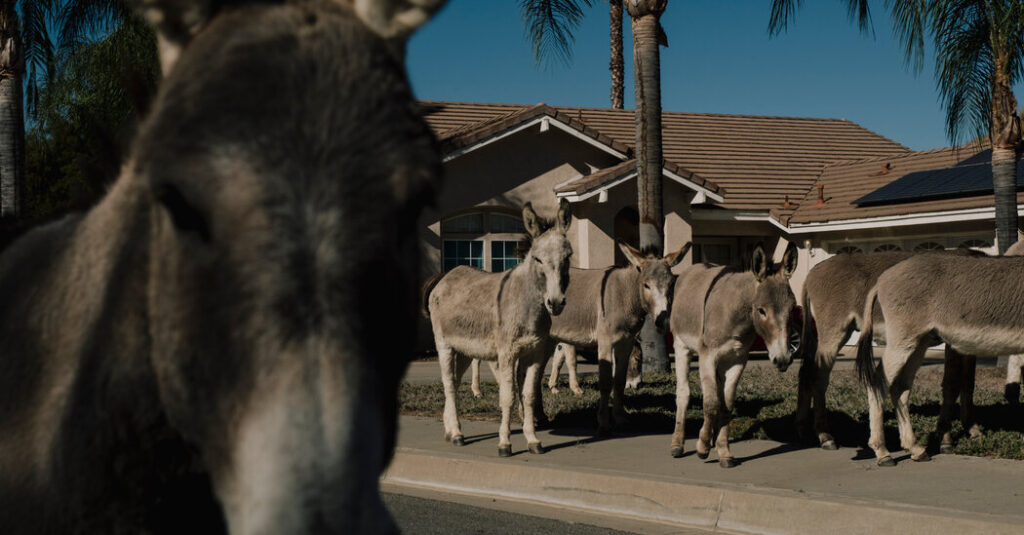 Welcome to Donkey Country, U.S.A.