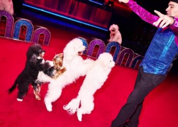 The Show-Stealing Dogs of the Big Apple Circus