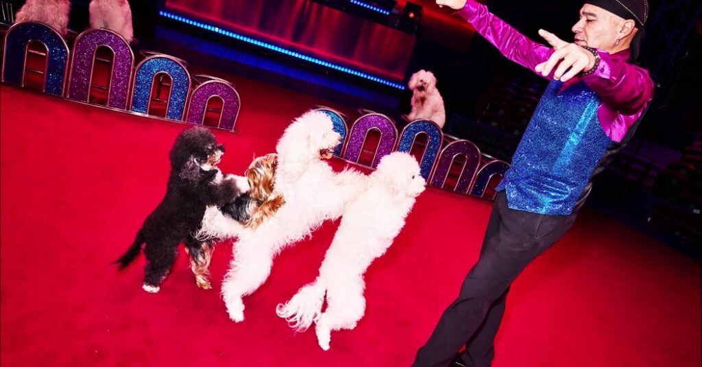 The Show-Stealing Dogs of the Big Apple Circus