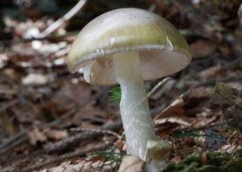 California Discourages Wild Mushroom Foraging After Fatal Outbreak