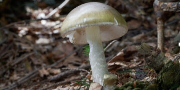 California Discourages Wild Mushroom Foraging After Fatal Outbreak
