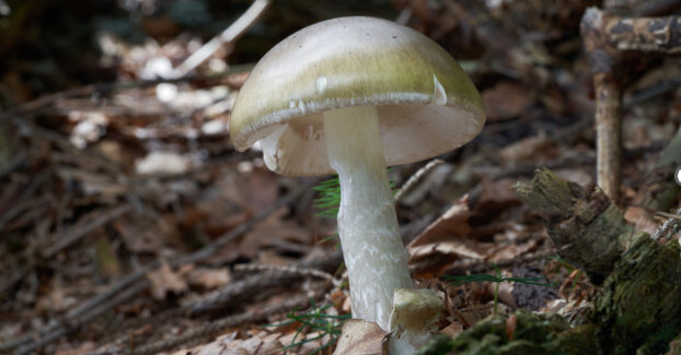 California Discourages Wild Mushroom Foraging After Fatal Outbreak