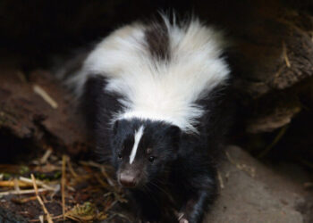 Kidney Recipient Dies After Transplant From Organ Donor Who Had Rabies