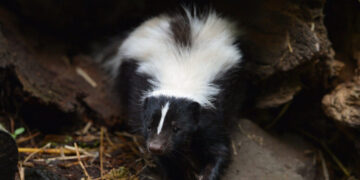 Kidney Recipient Dies After Transplant From Organ Donor Who Had Rabies