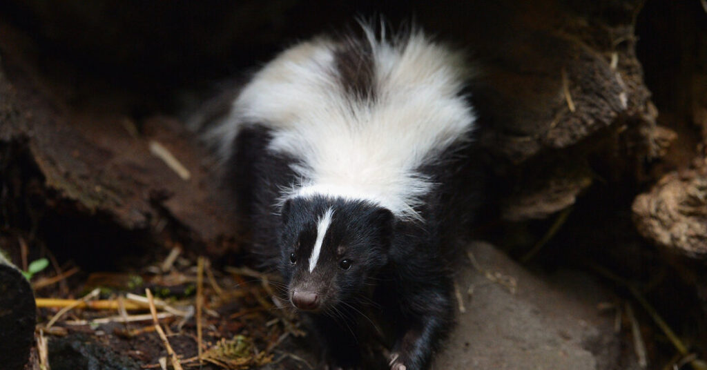 Kidney Recipient Dies After Transplant From Organ Donor Who Had Rabies