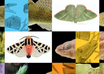 Liverwort or Moss? Horny Toad or Fence Lizard? Niche Field Guides Can Tell You.