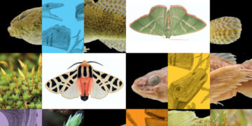 Liverwort or Moss? Horny Toad or Fence Lizard? Niche Field Guides Can Tell You.