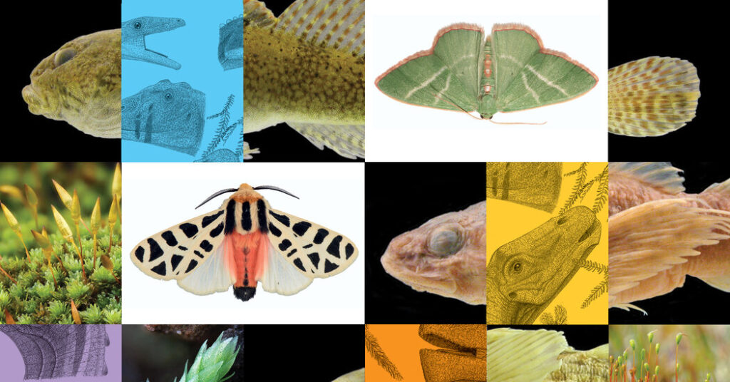 Liverwort or Moss? Horny Toad or Fence Lizard? Niche Field Guides Can Tell You.