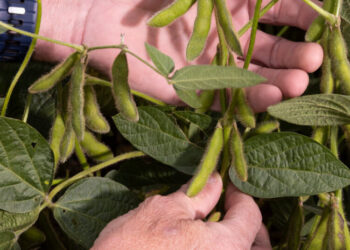 Trump Giving Farmers $12 Billion to Blunt Trade War Fallout