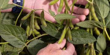 Trump Giving Farmers $12 Billion to Blunt Trade War Fallout