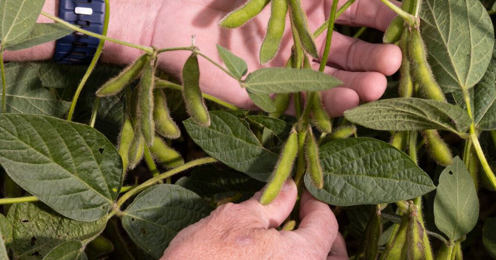 Trump Giving Farmers $12 Billion to Blunt Trade War Fallout