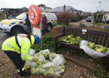 Marooned off the English Coast: Lots of Bananas