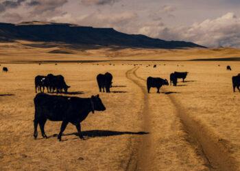 Wyoming Cowboys Are Breaking Down Barriers, Literally
