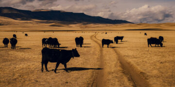 Wyoming Cowboys Are Breaking Down Barriers, Literally