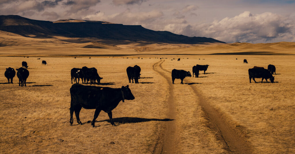Wyoming Cowboys Are Breaking Down Barriers, Literally
