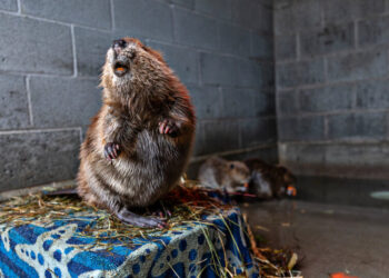 Irksome, Evicted Beavers in Utah Are Getting a Second Chance