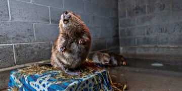Irksome, Evicted Beavers in Utah Are Getting a Second Chance