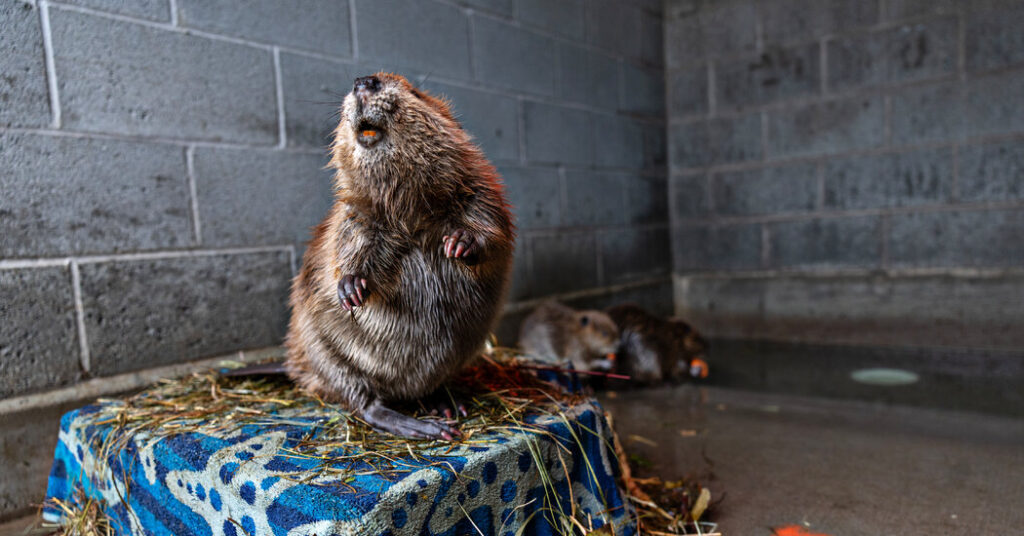 Irksome, Evicted Beavers in Utah Are Getting a Second Chance