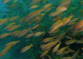 For Real, a Natural History of Misinformation