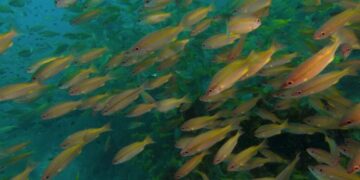 For Real, a Natural History of Misinformation