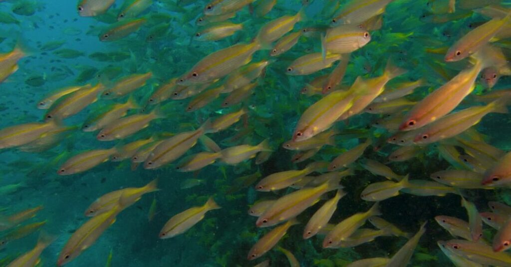 For Real, a Natural History of Misinformation