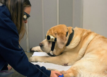 At This Animal Hospital, Your Pet Gets Treated Like a Human