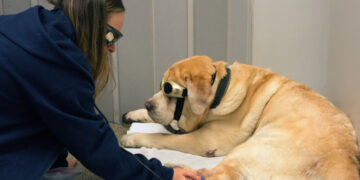 At This Animal Hospital, Your Pet Gets Treated Like a Human