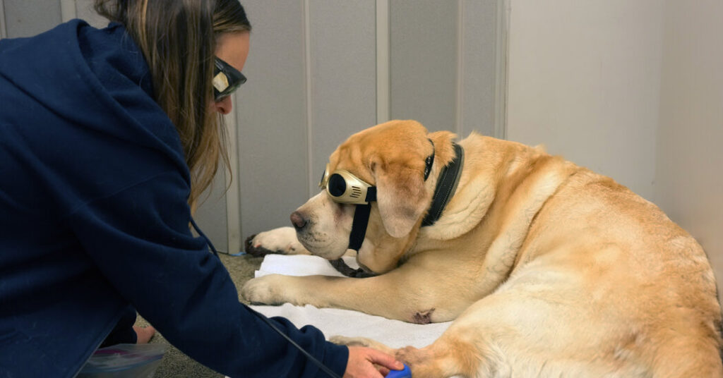 At This Animal Hospital, Your Pet Gets Treated Like a Human