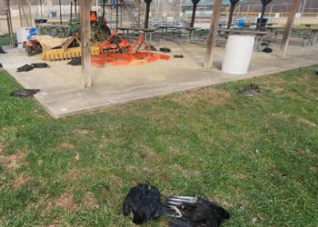 Bird Flu Is Suspected After Vulture Carcasses Sat Rotting Outside Ohio School
