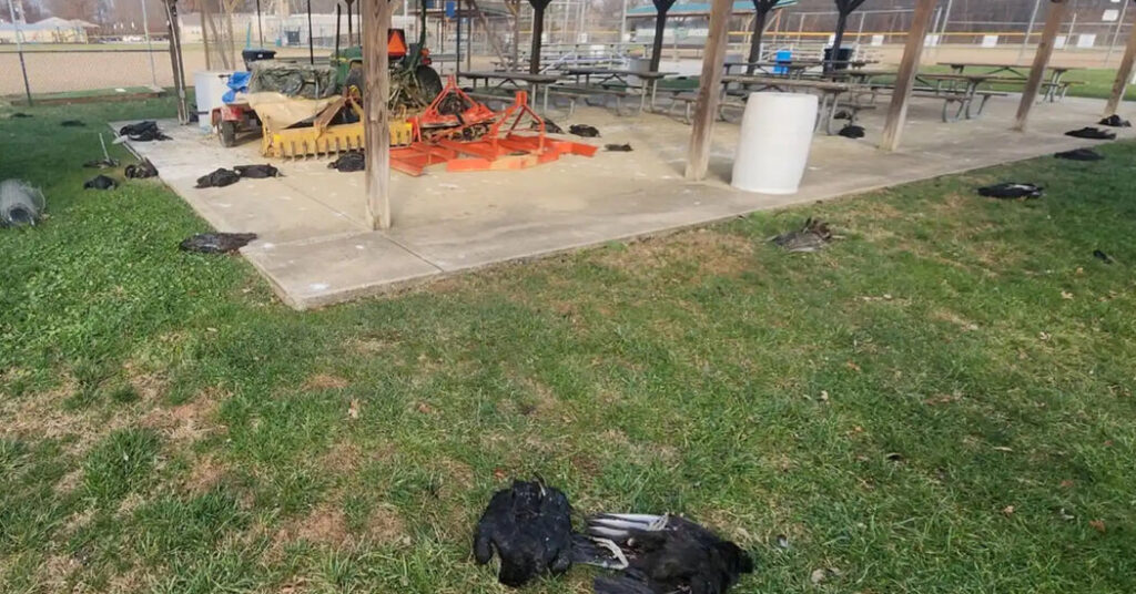 Bird Flu Is Suspected After Vulture Carcasses Sat Rotting Outside Ohio School