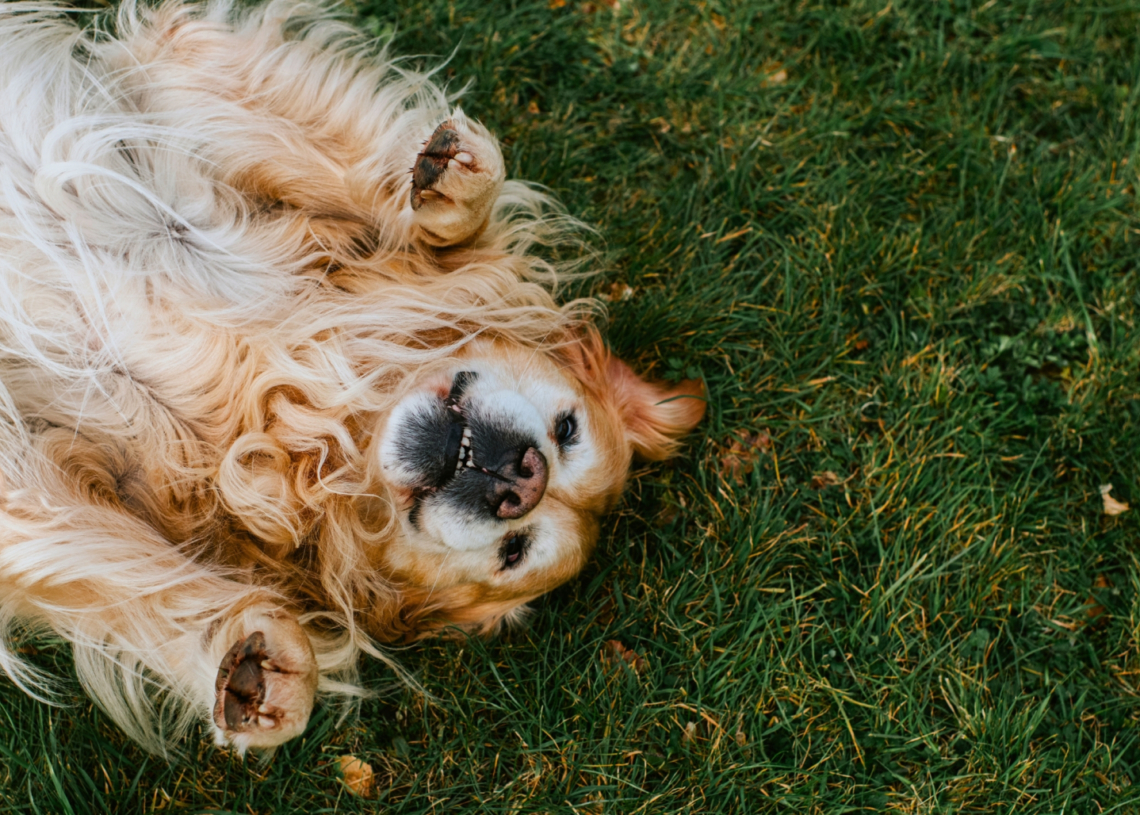 10 Most Dog-Friendly Cities in America, Ranked