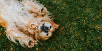 10 Most Dog-Friendly Cities in America, Ranked