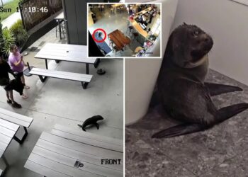 Curious seal wanders into New Zealand bar, baffling patrons and co-owner:  ‘Everyone was in shock’