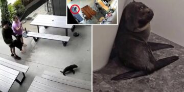 Curious seal wanders into New Zealand bar, baffling patrons and co-owner:  ‘Everyone was in shock’